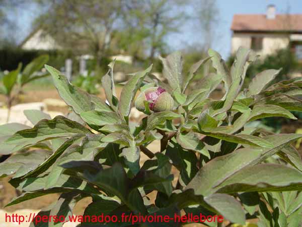humilis_villosa03