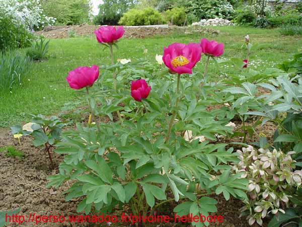 humilis_villosa04