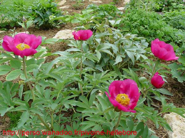 humilis_villosa05