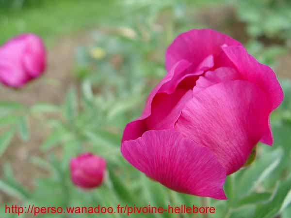 humilis_villosa06