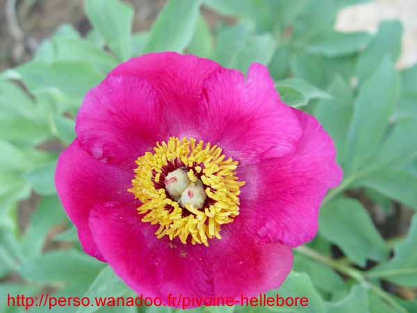 humilis_villosa07