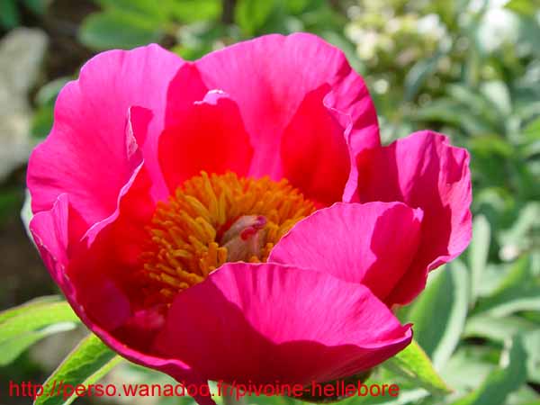 humilis_villosa08