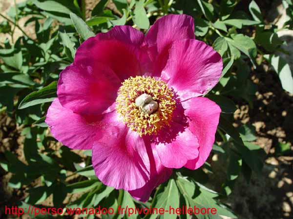 humilis_villosa09