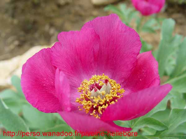 humilis_villosa11