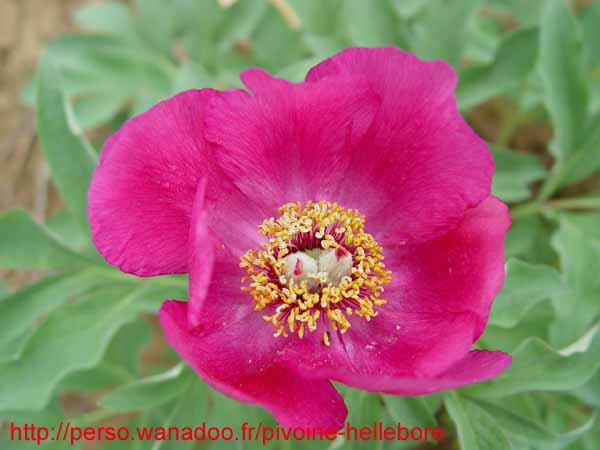 humilis_villosa12
