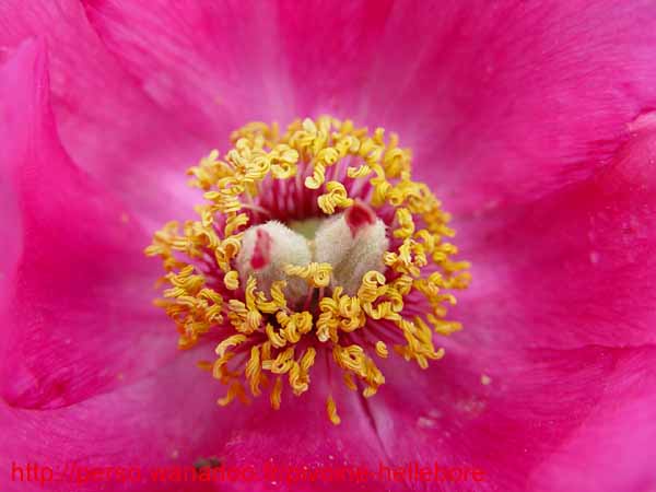 humilis_villosa13
