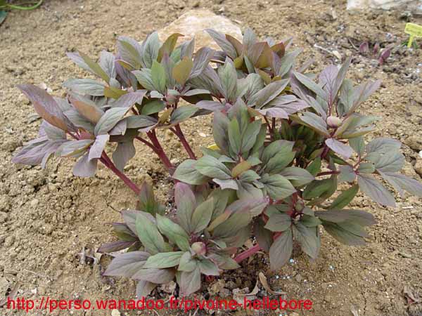 kavachensis01