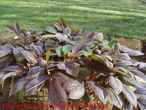 kavachensis02
