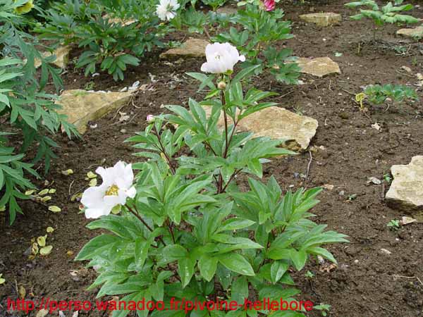 lactiflorapb01