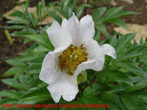 lactiflorapb02