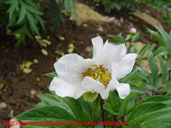 lactiflorapb03