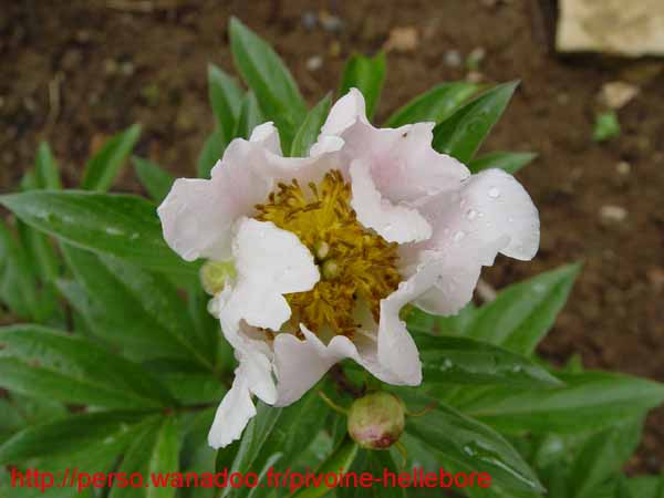 lactiflorapb04