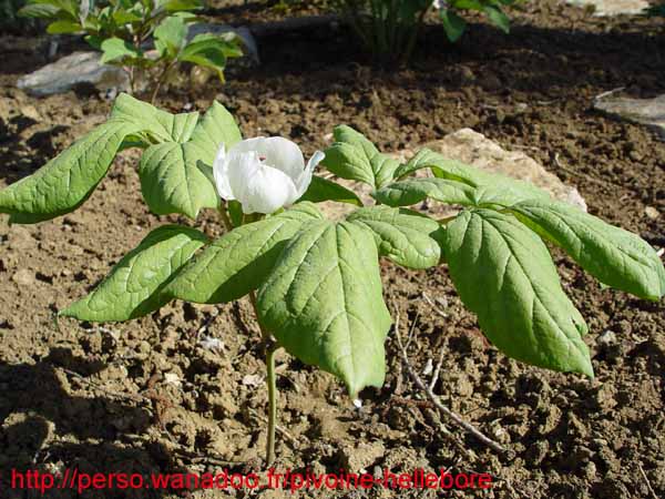 lactiflorapc04