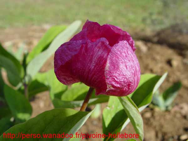 lagodechiana03