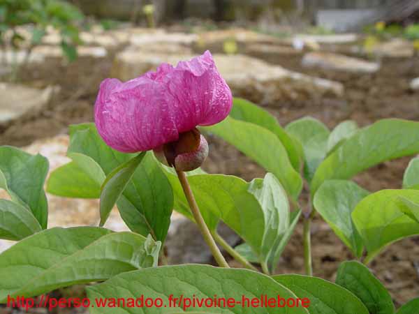 lagodechiana04