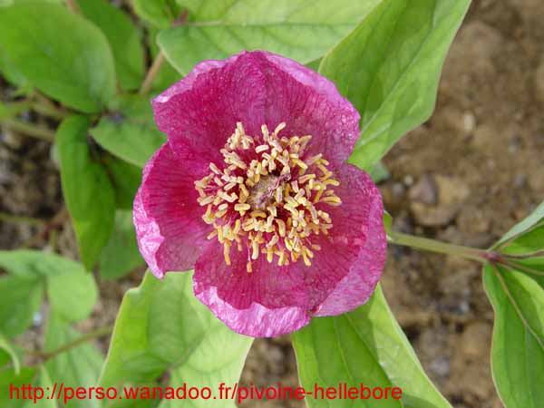 lagodechiana06