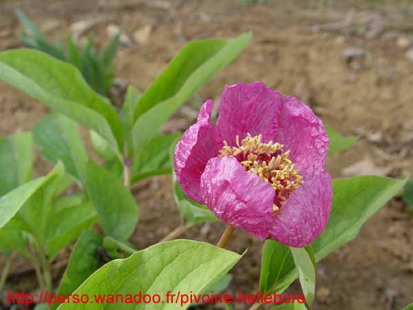 lagodechiana07