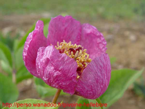 lagodechiana08