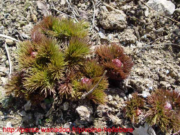 lithophylla01
