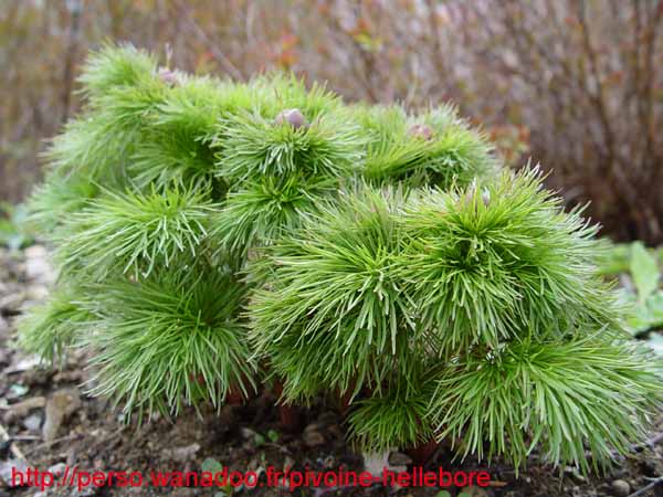 lithophylla02