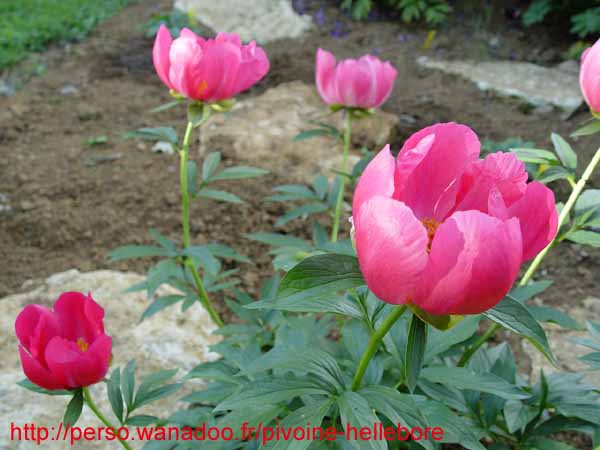 lobata_china_r04