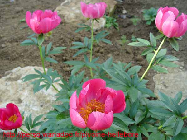 lobata_china_r05