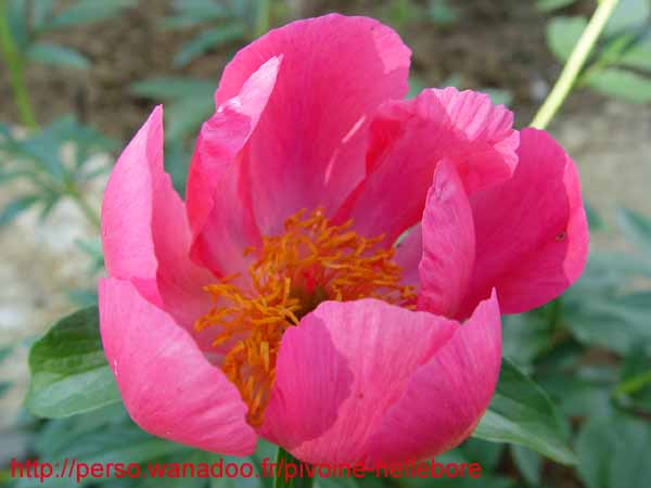 lobata_china_r06