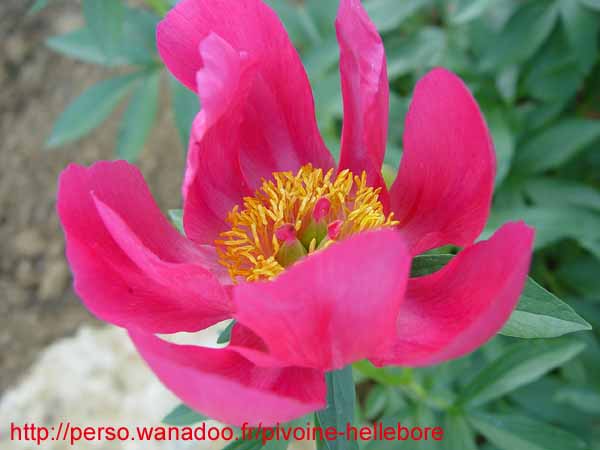 lobata_china_r08