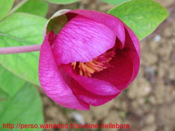 mascula_mascula06