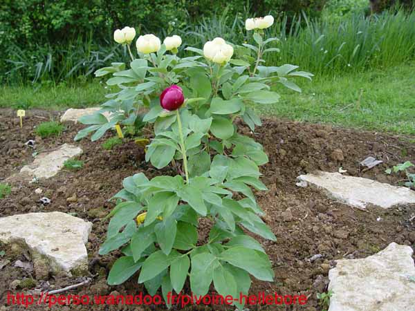 mascula_russii00202
