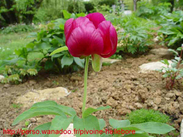 mascula_russii00204