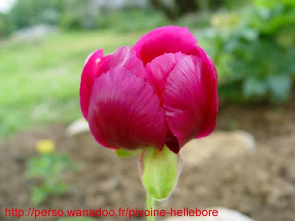 mascula_russii00205