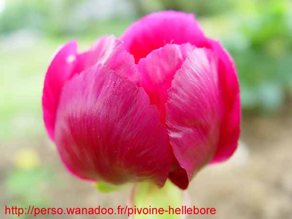 mascula_russii00206