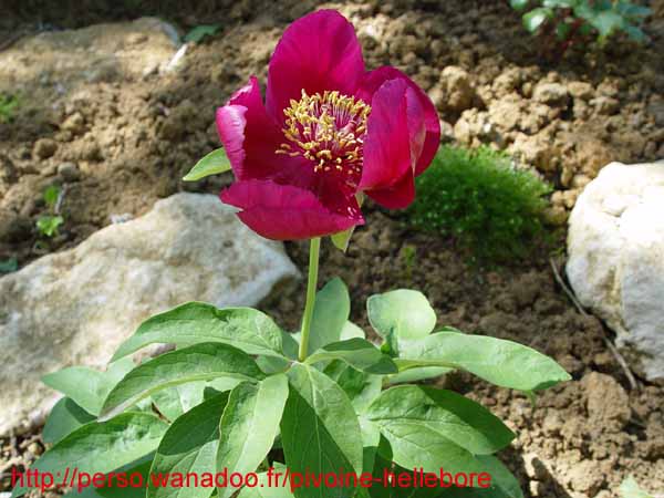 mascula_russii00207