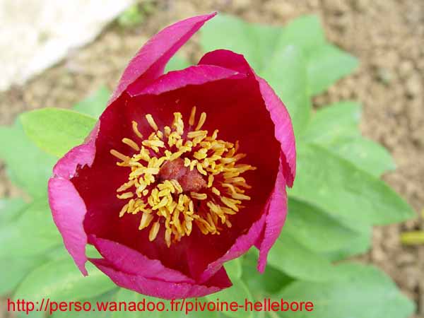mascula_russii00209