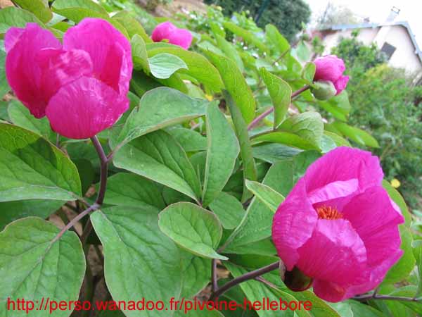 masculapc9808