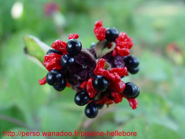 masculapc9814