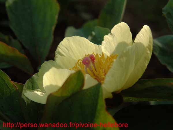 mloko_dcd08