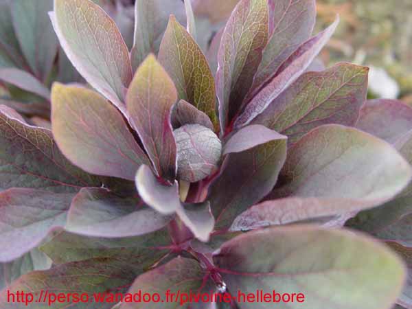 mloko_pc02