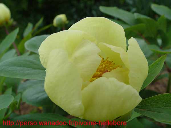 mloko_pc11