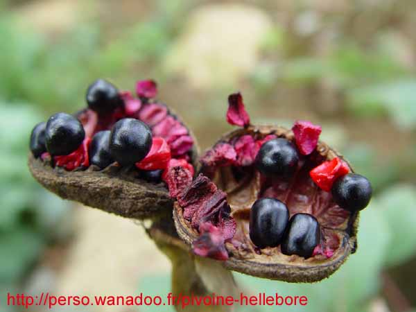 mloko_pc15