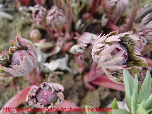 mollis01