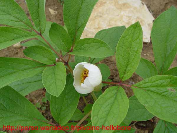 obovata_alba_rb01