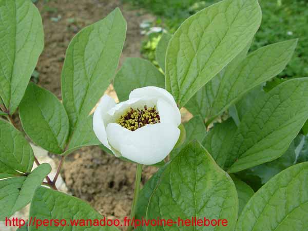 obovata_alba_rb02