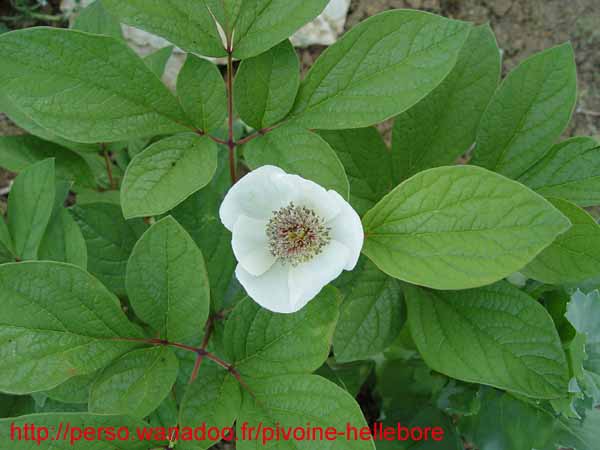 obovata_alba_rb03