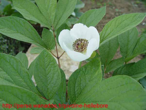 obovata_alba_rb04