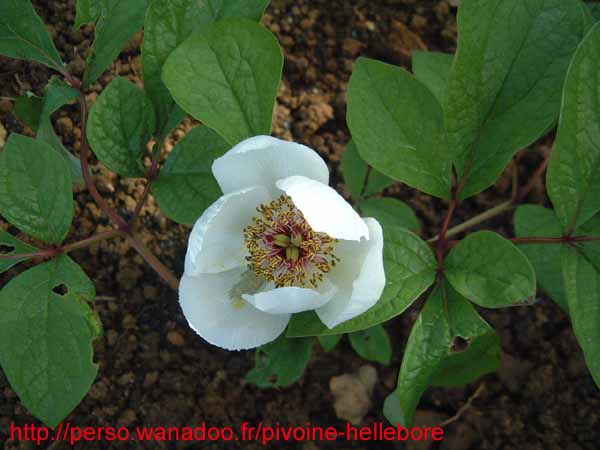 obovata_alba_rb05