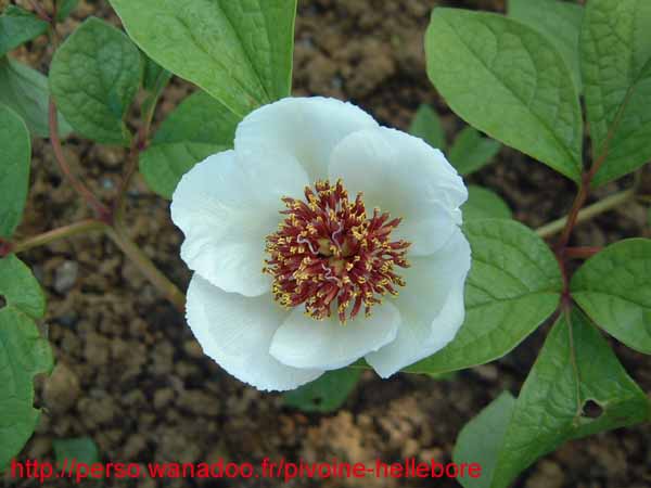 obovata_alba_rb06