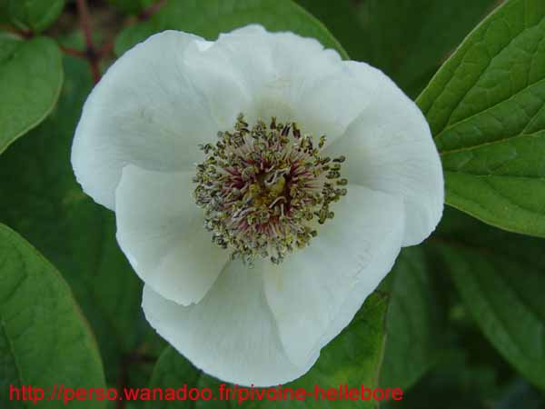 obovata_alba_rb07