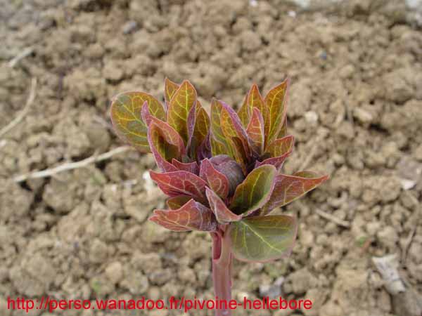 obovata_willmotiae01